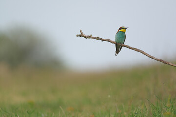 European Bee-Eater - Merops Apiaster on a branch , exotic colorful migratory bird