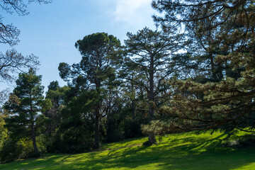 Image of trees in the spring park.
