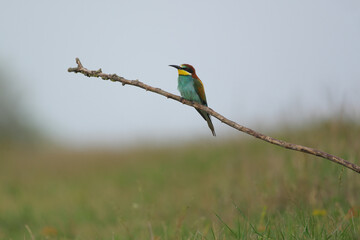 European Bee-Eater - Merops Apiaster on a branch , exotic colorful migratory bird