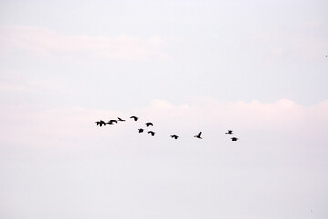 A many birds flying in sky hight.
