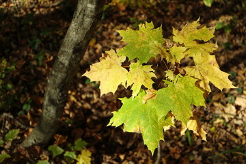 Image of maple leaves in autumn.