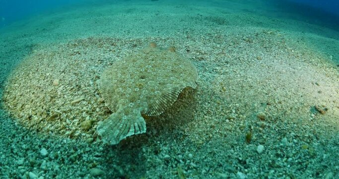 flat fish underwater flounder swim on sand close up ocean scenery