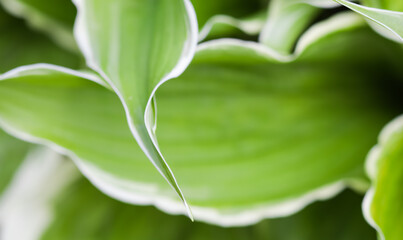 Natural background. Hosta (Funkia, Plantain Lilies) in the garden. Close-up green leaves with white border