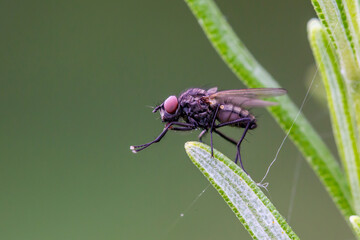 mosca