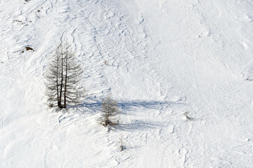 Snowy mountain slope in the winter with a single tree on  the side