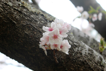 桜_0046_背景_花と木