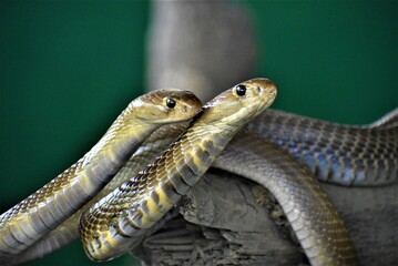Cobra during mating
