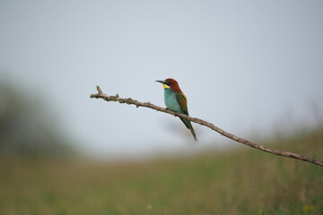 European Bee-Eater - Merops Apiaster on a branch , exotic colorful migratory bird