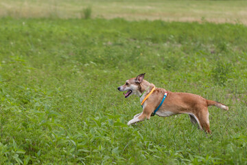 Cane nel prato