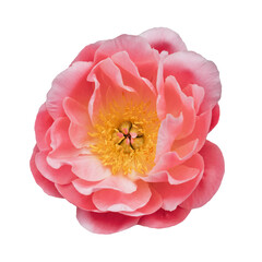 Beautiful fresh Coral Charm peony flower in full bloom isolated on white background.