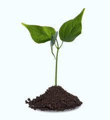 Young plant in soil isolated on white background