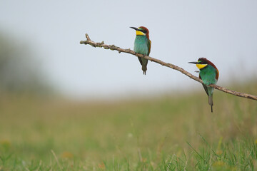 European Bee-Eater - Merops Apiaster on a branch , exotic colorful migratory bird