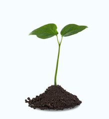 Young plant in soil isolated on white background