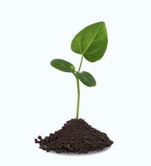 Young plant in soil isolated on white background