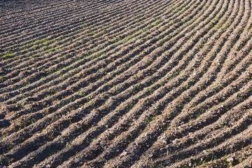 Plowed and recently planted field in a vegetable garden in the countryside. Selective focus.