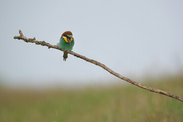 European Bee-Eater - Merops Apiaster on a branch , exotic colorful migratory bird