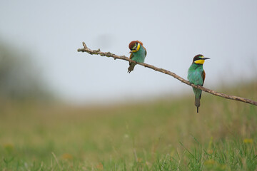 European Bee-Eater - Merops Apiaster on a branch , exotic colorful migratory bird