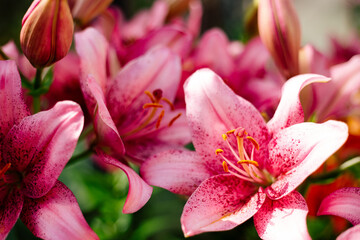 Pink lily flowering in a flowerbed in a country garden