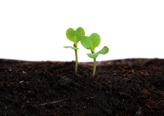 Close-up young plant growing out from soil isolated on white background