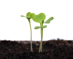 Close-up young plant growing out from soil isolated on white background