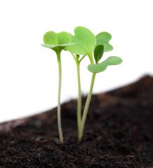Close-up young plant growing out from soil isolated on white background