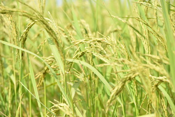 close up of yellow green rice field.