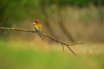 European Bee-Eater - Merops Apiaster on a branch , exotic colorful migratory bird