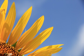 Fototapeta premium ひまわりの花弁