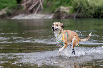 Cane nel fiume