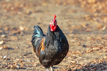 An ordinary multi-colored rooster walks around the garden.