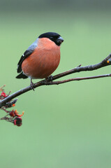 Male of Eurasian bullfinch with the first light of day, Pyrrhula pyrrhula
