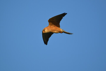 Red-footed falcon (Falco vespertinus) flying