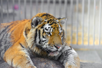 A resting tiger lies tired at the zoo. Animals in the cage.