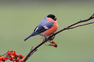 Male of Eurasian bullfinch with the first light of the morning, Pyrrhula pyrrhula