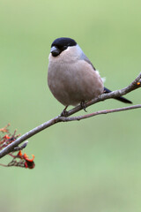 Female of Eurasian bullfinch with the first light of the day , Pyrrhula pyrrhula