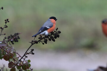 Male of Eurasian bullfinch with the first light of the morning, Pyrrhula pyrrhula