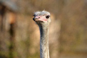 Ostrich grazes on a ranch, closeup portrait of an ostrich.