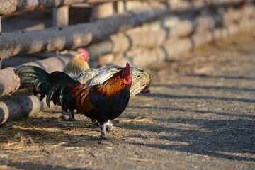 Roosters run around the yard to a ranch pasture.