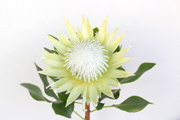 Beautiful white King Protea Isolated