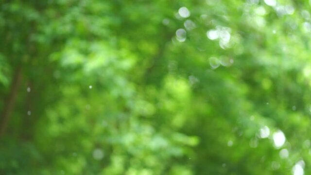 Beautiful nature green 4k video bokeh background of blurry sunset landscape and defocused round particles of poplar pollen flying all around air slowly. 