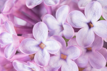 Lilac flowers as a background. Soft focus shot