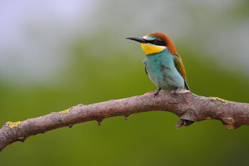 European Bee-Eater - Merops Apiaster on a branch , exotic colorful migratory bird