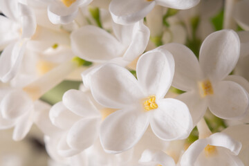 Fototapeta na wymiar Spring bloomin white lilac flowers. Soft focus shot