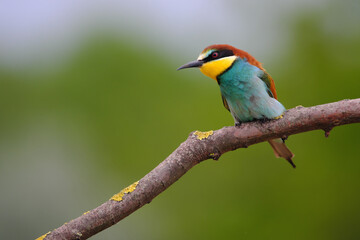European Bee-Eater - Merops Apiaster on a branch , exotic colorful migratory bird