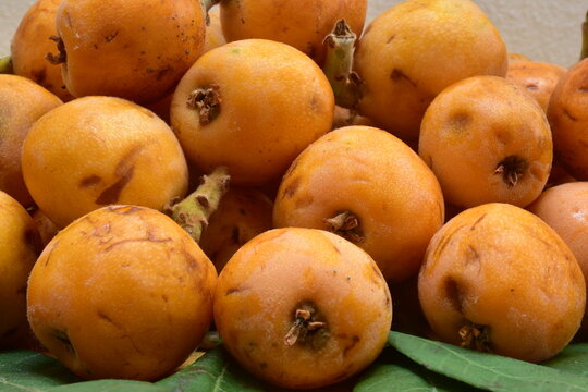  Nespola,  frutto del nespolo (Mespilus germanica). dolce e succulento, Sicilia,  Palermo.