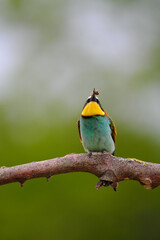 European Bee-Eater - Merops Apiaster on a branch , exotic colorful migratory bird