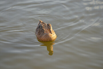 Ducks swim in a pond in a pond, dive under water in a park.