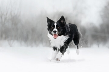 happy border collie dog running outdoors in winter