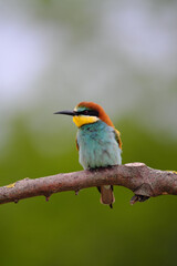 European Bee-Eater - Merops Apiaster on a branch , exotic colorful migratory bird