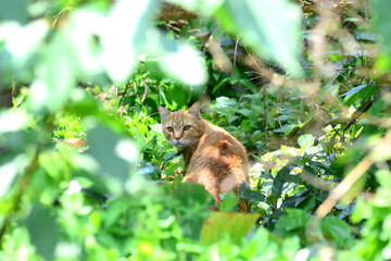 Orange stray cat in the forest
